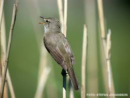 Image result for Acrocephalus aedon