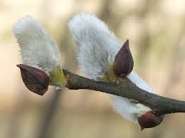 Attēlu rezultāti vaicājumam “Salix caprea bud”