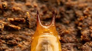 Attēlu rezultāti vaicājumam “Pyrochroidae imago”