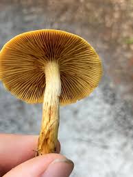 Attēlu rezultāti vaicājumam “Gymnopilus sapineus”