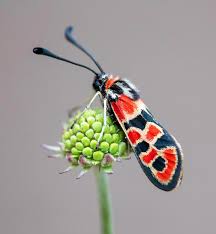 Attēlu rezultāti vaicājumam “Coenonympha arcania underside”