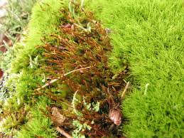 Attēlu rezultāti vaicājumam “Platygyrium repens”