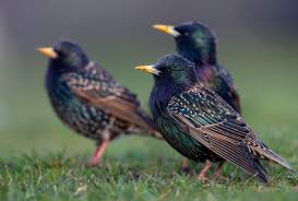 Attēlu rezultāti vaicājumam “Sturnus vulgaris”
