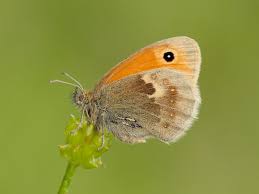 Attēlu rezultāti vaicājumam “Coenonympha pamphilus underside”
