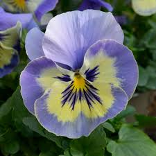 Image result for Viola wittrockiana