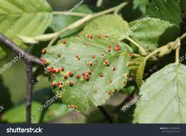 Attēlu rezultāti vaicājumam “Eriophyes laevis”