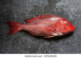 Image result for Lutjanus campechanus