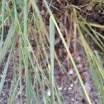 Attēlu rezultāti vaicājumam “Elytrigia repens leaf”