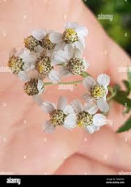 Attēlu rezultāti vaicājumam “Achillea salicifolia flower”