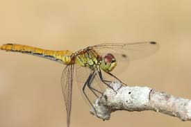 Attēlu rezultāti vaicājumam “Sympetrum sanguineum female”
