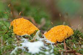 Attēlu rezultāti vaicājumam “Fuligo septica var. flava macro”