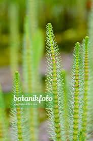 Attēlu rezultāti vaicājumam “Hippuridaceae”