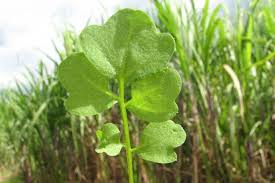 Attēlu rezultāti vaicājumam “Cardamine amara leaf”
