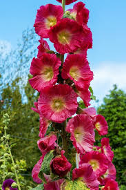 Image result for Alcea (althaea) rosea