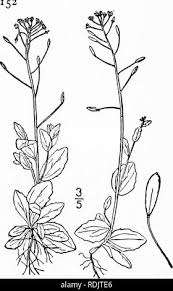 Attēlu rezultāti vaicājumam “Draba nemorosa fruit”