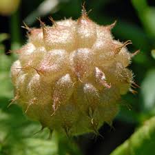 Attēlu rezultāti vaicājumam “Trifolium fragiferum fruit”