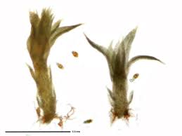 Attēlu rezultāti vaicājumam “Zygodon rupestris”