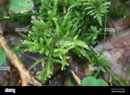 Attēlu rezultāti vaicājumam “Eurhynchium angustirete”