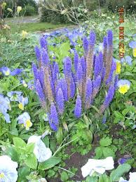 Attēlu rezultāti vaicājumam “Veronica spicata”