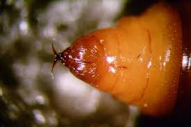 Attēlu rezultāti vaicājumam “Perizoma affinitata”