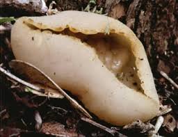 Attēlu rezultāti vaicājumam “Peziza repanda”