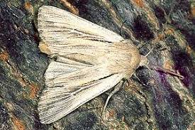 Attēlu rezultāti vaicājumam “Leucania comma”