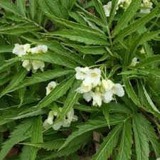 Attēlu rezultāti vaicājumam “Cardamine bulbifera leaf”