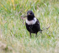 Image result for Turdus torquatus