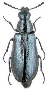 Attēlu rezultāti vaicājumam “Dasytes caeruleus”