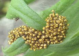 Attēlu rezultāti vaicājumam “Araneus diadematus eggs”