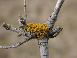 Attēlu rezultāti vaicājumam “Xanthoria candelaria”