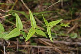 Attēlu rezultāti vaicājumam “Lycogala asperum sessile”