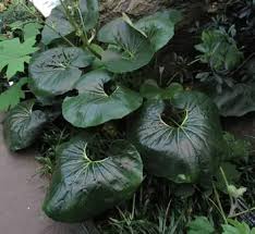 Attēlu rezultāti vaicājumam “Ligularia sibirica leaf”