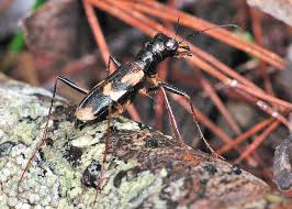 Attēlu rezultāti vaicājumam “Carabidae”