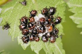 Attēlu rezultāti vaicājumam “Palomena prasina nymph”