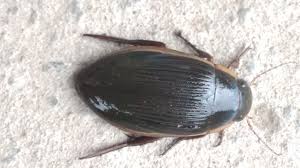 Attēlu rezultāti vaicājumam “Dytiscus dimidiatus”