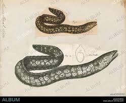 Image result for Muraena helena