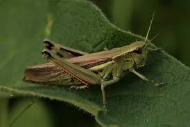 Attēlu rezultāti vaicājumam “Stethophyma grossum”