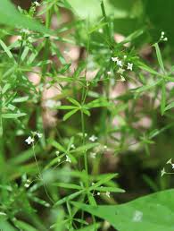Attēlu rezultāti vaicājumam “Galium triflorum leaf”