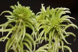 Attēlu rezultāti vaicājumam “Sphagnum tenellum”