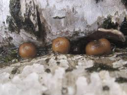 Attēlu rezultāti vaicājumam “Lycogala confusum”