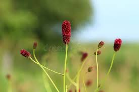 Attēlu rezultāti vaicājumam “Sanguisorba officinalis bud”