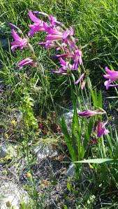 Attēlu rezultāti vaicājumam “Gladiolus imbricatus”