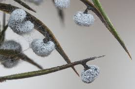 Attēlu rezultāti vaicājumam “Didymium tussilaginis macro”