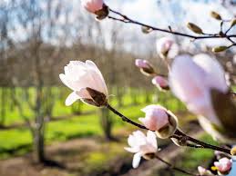 Attēlu rezultāti vaicājumam “Magnolia x loebneri flower”