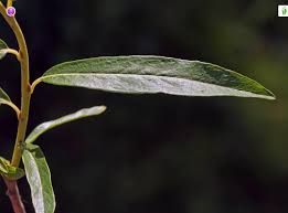 Attēlu rezultāti vaicājumam “Salix repens subsp. rosmarinifolia fruit”