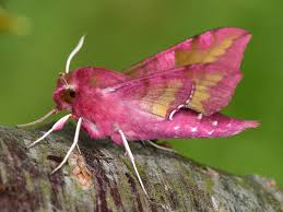 Attēlu rezultāti vaicājumam “Deilephila porcellus”