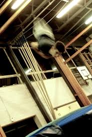 Image result for Concorde Gymnastics Club