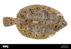 Image result for Microstomus kitt