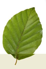 Attēlu rezultāti vaicājumam “Fagus sylvatica fo. laciniata leaf”